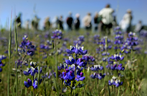 Hikers enjoy a a full bloom Spring in a field of lupin (lupine) at the 162 acre Van Hoosear Wildflower Preserve at the base of Sonoma Mountain in Sonoma, during a group wildflower walk. Press Democrat file
