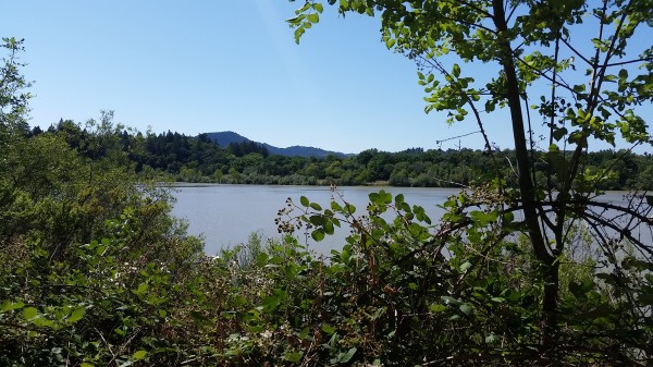 View of Lake Benoist from the trail. Blackberries will be in ripe in about a month.