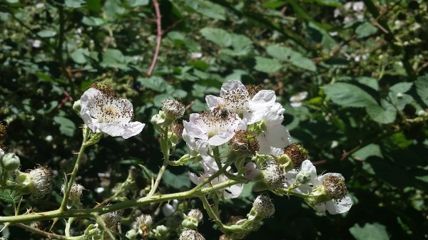 Bee pollinating a flower on Blackberry Trail.