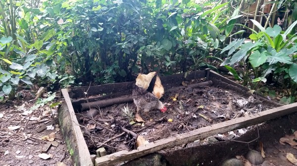 Chickens cruising the compost pile at Up In The Hill