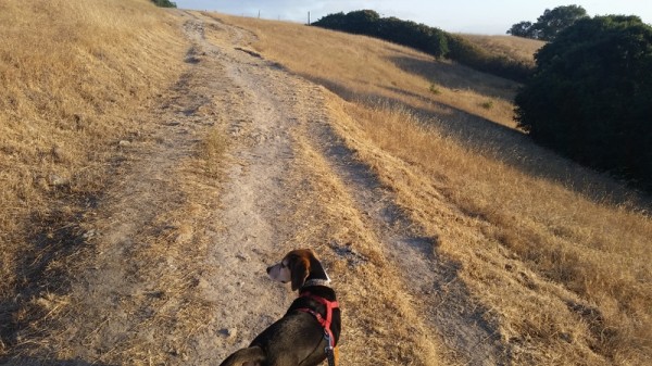 Sylvester hikes up the Western Route. 