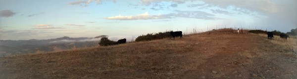 Cows on the summit of Taylor Mountain. 