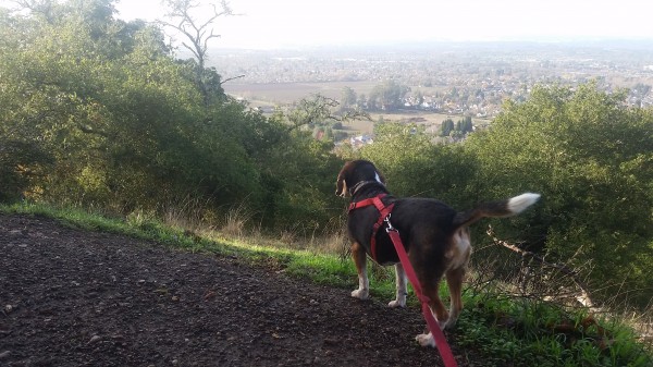 Sylvester takes in the view of Windsor, from the top of Alta Vista Trail. 