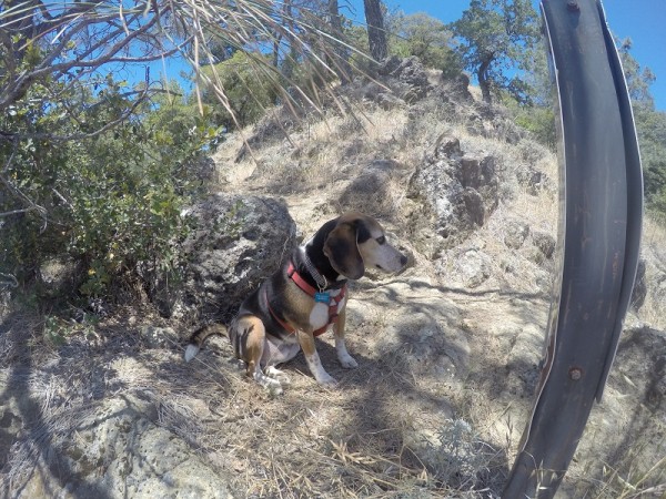 Sylvester stops for a break on the Oathill Mine Trail.